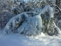Trees Weighed Down With Snow