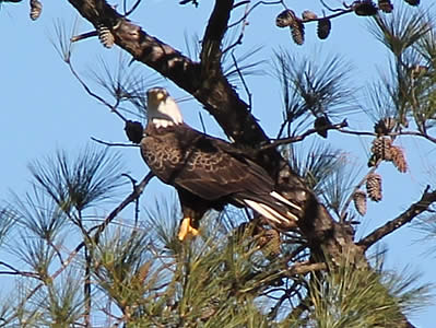 Berry College Eagle