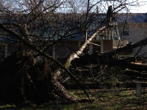 Tree Down on Park Street