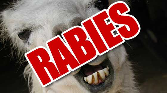 WRCB Rabid Llama Graphic