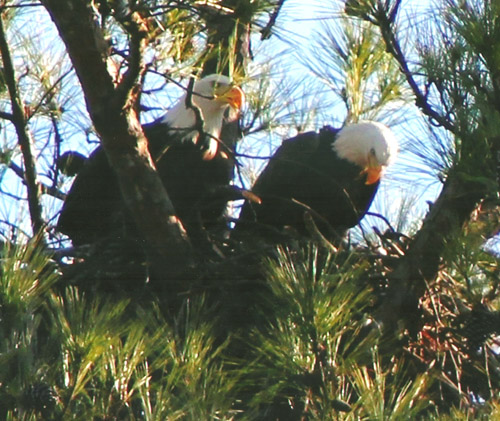 Eagles at Berry