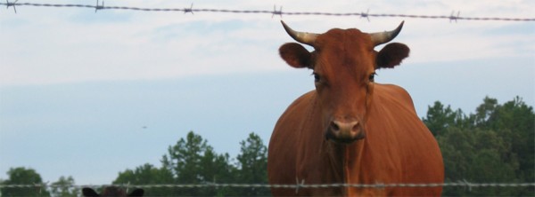 Cow in Pasture