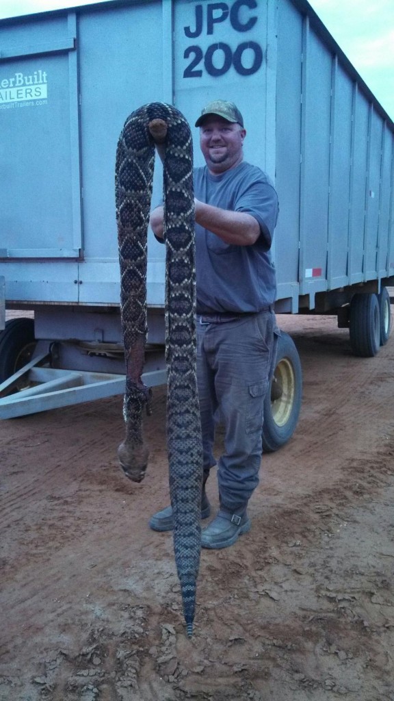 Five-Foot-Long Dead Snake