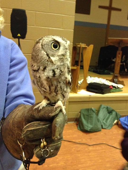 SOAR Raptor Show Owl