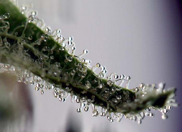 Cannabis Close Up