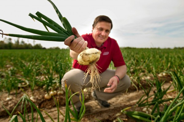 Fresh Picked Vidalia Onion