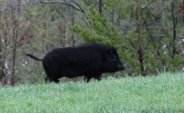 wild_pig