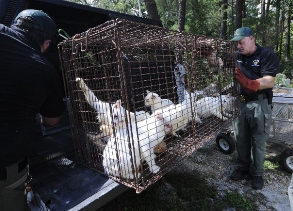 Chickamauga Cat Hoarders