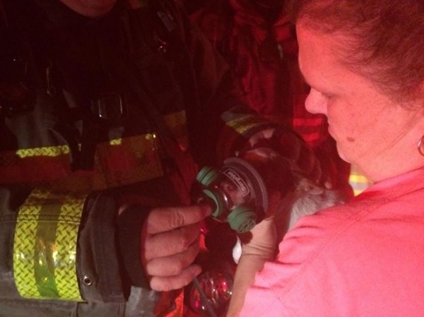 Dog Receiving Oxygen After Fire