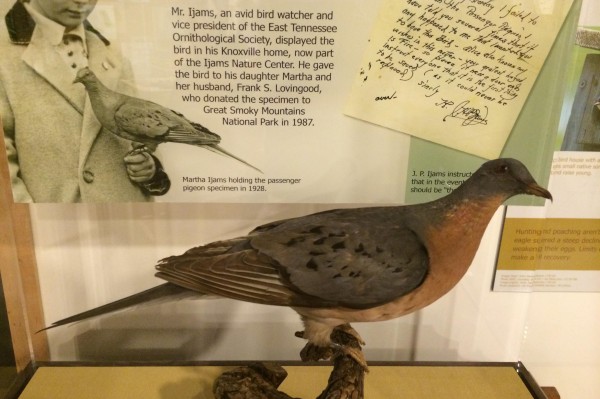 Passenger Pigeon