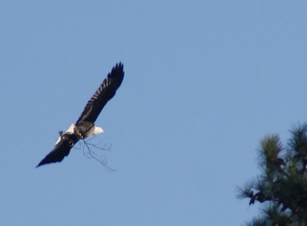 Berry Eagle in November 2014