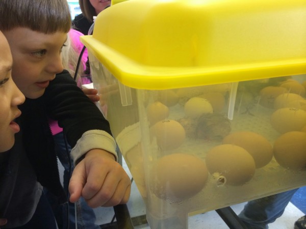 Gilbert Elementary Chicks Hatching