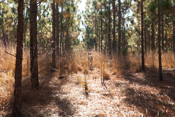 Southern Carolina Dog