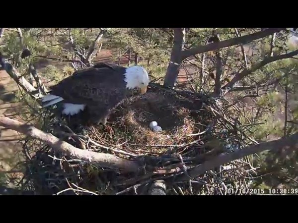 Berry Eagles 2 Egg Nest