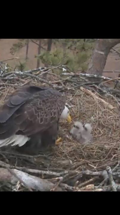 Berry Eagles Hatch Eggs