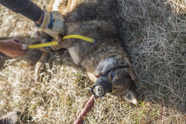 Captured GA Coyote