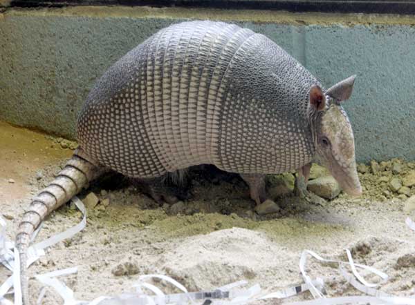 Armadillo / File Photo