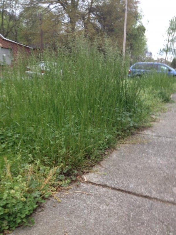 South Steele St High Grass