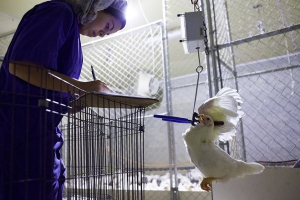 GA Tech Chicken Research / WSJ