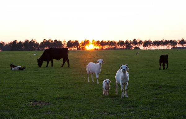 White Oak Pastures for Bitter Southerner