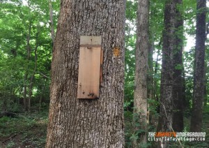 Recreation Trail Birdhouses Vandalized