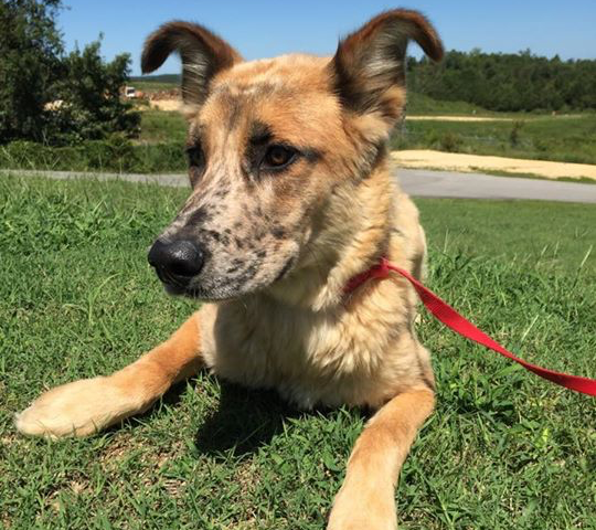 Dog at Animal Shelter