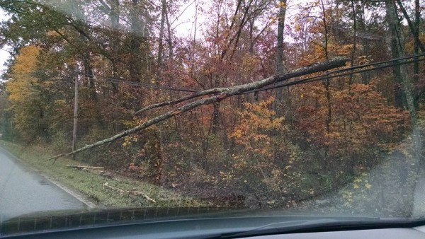 Roundpond Rd Tree Down