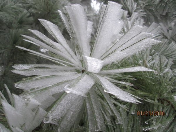 2016 Snow / Ice Flowers on Westbrow Lookout Mountain