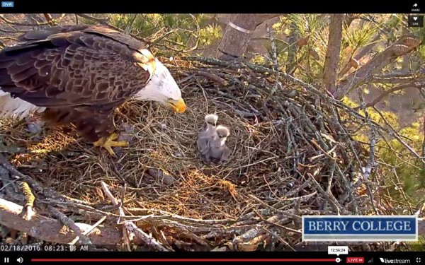 Berry College Eagles - 2016 Eaglets