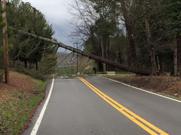 Tree Down on Warthen St / February 24 2016