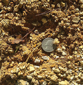 Straight Gut Rd Mountain Lion Footprint