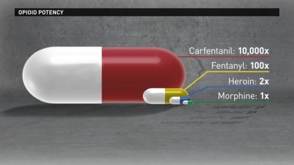 Opiod Drugs Compared