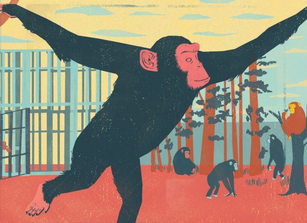 Retired Chimpanzee / Atlanta Magazine - Simone Shin