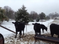 Cows in Snow