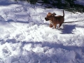 Dog in the Snow